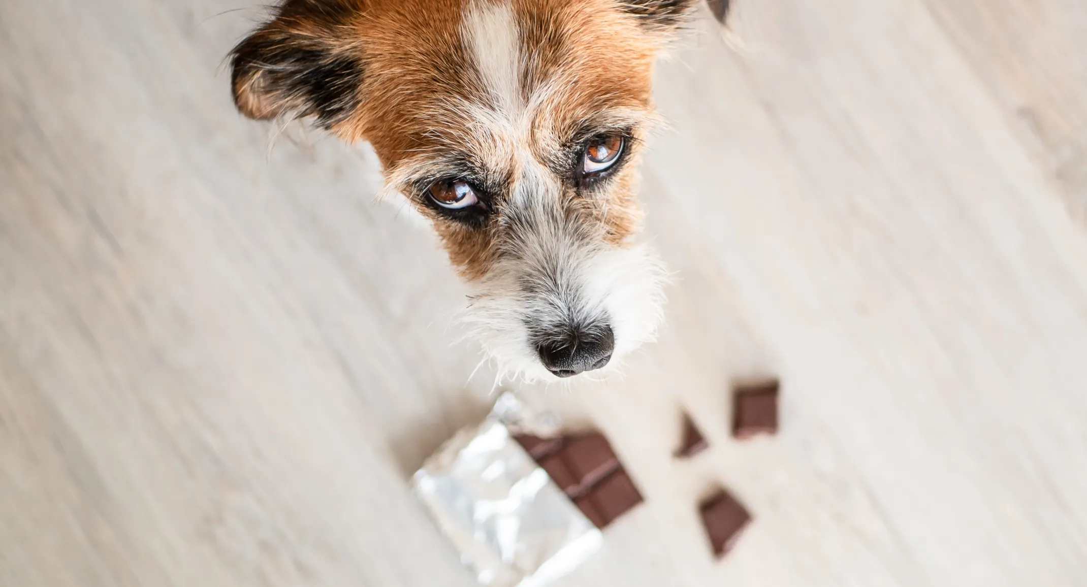 Dog looking up at owner with chocolate at its paws.